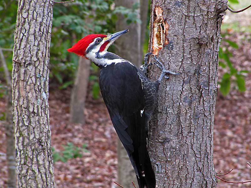 woodpecker deterrent